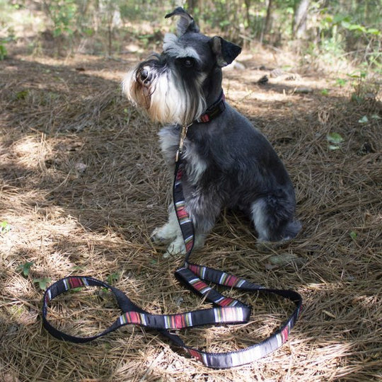 Pendleton Hundehalsband National Park Collection - Acadia