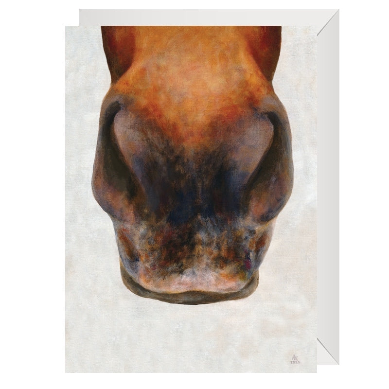 heelsdown-greeting-cards-just-noses-4hooves-white-horse-nose